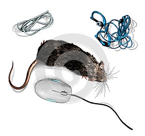 Mouse crawling on table with computer mouse, wires and charger top view