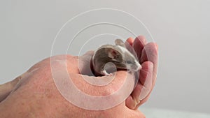 Mouse crawls over a person's hand. Concept - trust between animal and human. Home pet - fancy mouse, fancy mice