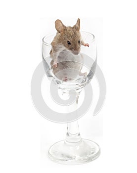 Mouse in a crystal glass