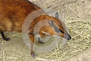 Mouse deer 2