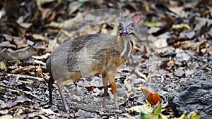 Mouse-deer