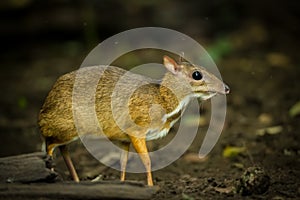 The Mouse deer