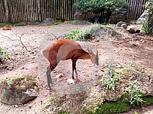 Mouse Deer activity in zoo