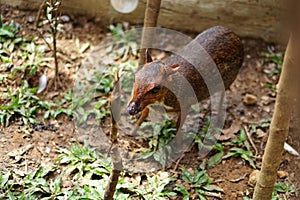 The mouse deer is an animal from the Tragulidae family