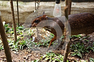 The mouse deer is an animal from the Tragulidae family