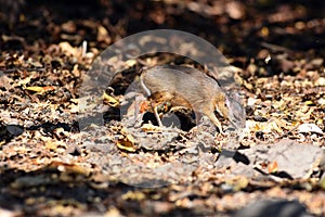 Mouse-deer or chevrotain feeding in natural forest