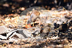 Mouse-deer or chevrotain feeding in natural forest