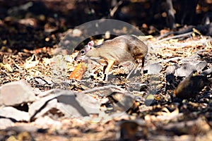 Mouse-deer or chevrotain feeding in natural forest