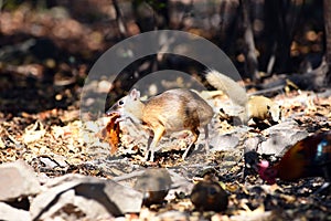 Mouse-deer or chevrotain feeding in natural forest