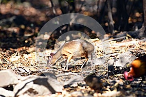 Mouse-deer or chevrotain feeding in natural forest