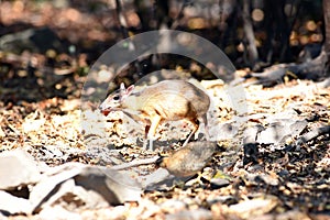 Mouse-deer or chevrotain feeding in natural forest