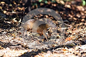 Mouse-deer or chevrotain feeding in natural forest