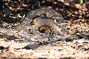 Mouse-deer or chevrotain feeding in natural forest
