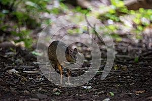 The mouse deer or Chevrotain is smallest deer