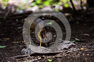 The mouse deer or Chevrotain is smallest deer