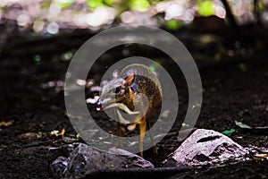 The mouse deer or Chevrotain is smallest deer