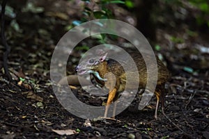 The mouse deer or Chevrotain is smallest deer