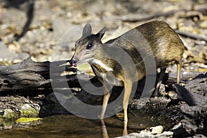 The mouse deer coming to small pond in wild