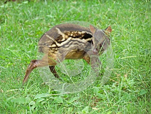 Mouse deer fawn