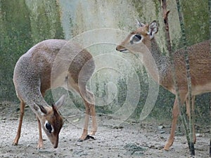 Mouse-deer or local tongue called kancil in cage compound.