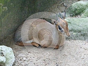 Mouse-deer or local tongue called kancil in cage compound.