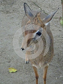 Mouse-deer or local tongue called kancil in cage compound.