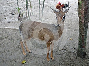 Mouse-deer or local tongue called kancil in cage compound.