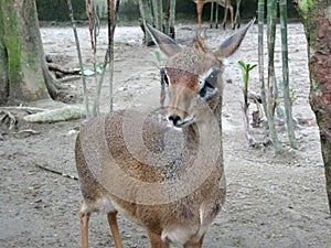 Mouse-deer or local tongue called kancil in cage compound.