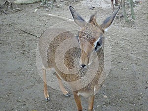 Mouse-deer or local tongue called kancil in cage compound.