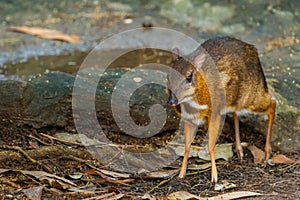 Mouse,deer,Mouse-deer In zoo of Thailand