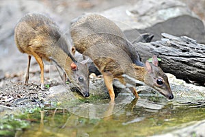 Mouse-deer,native animal to Southeast Asia