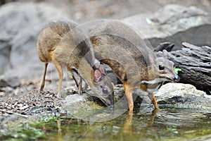 Mouse-deer and Red junglefowl