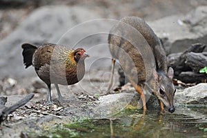 Mouse-deer and Red junglefowl