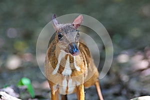 Mouse deer; small ungulates