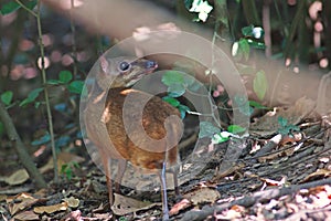 Mouse deer; small ungulates