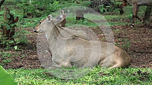 Mouse Deer in the Wildlife Park