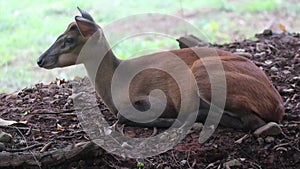 Mouse Deer in the Wildlife Park