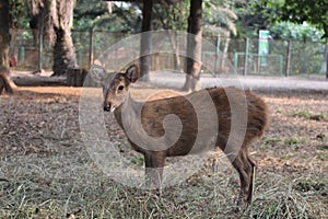 mouse deer, in a zoo in the city of Jakarta