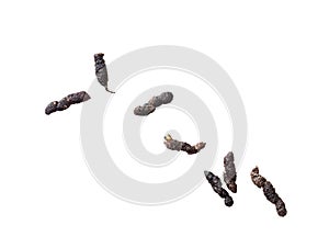 Mouse droppings, faeces, isolated on white background. Rodent infestation.