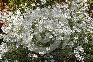 Mouse-ear chickweed (Cerastium)