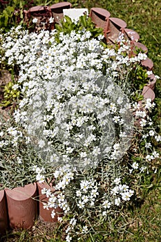 Mouse-ear chickweed (Cerastium)