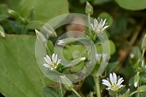 Mouse Ear Chickweed White Flowers