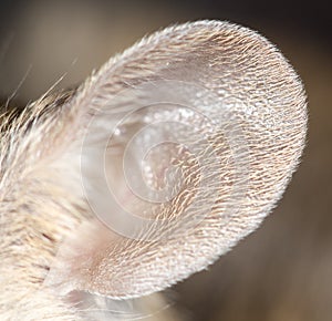 Mouse ear. close-up