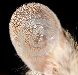 Mouse ear. close-up