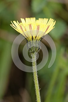 Mouse-ear Hawkweed