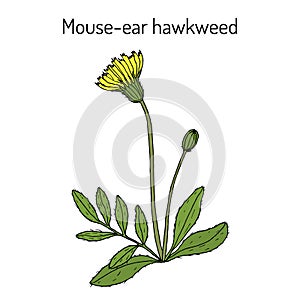 Mouse-ear hawkweed Hieracium pilosella , medicinal plant