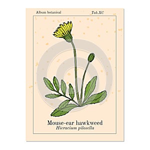 Mouse-ear hawkweed Hieracium pilosella , medicinal plant