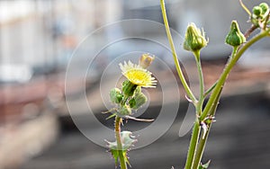 Mouse-ear hawkweed or Hieracium pilosella yellow flower with buds