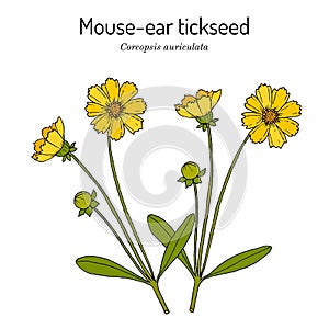 Mouse-ear tickseed Coreopsis auriculata , perennial plant,