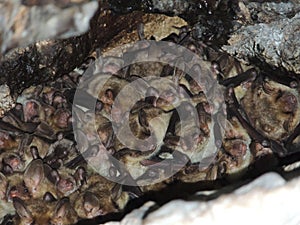 Mouse eared Bat colony